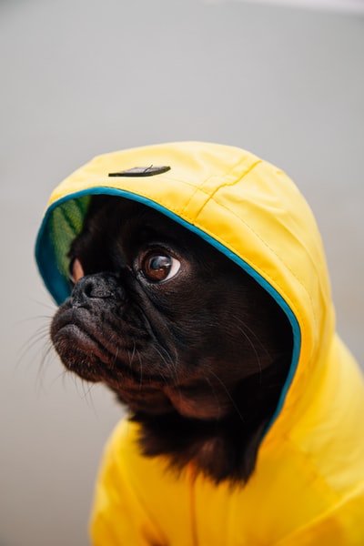 成人黄色雨衣黑色的小狗
